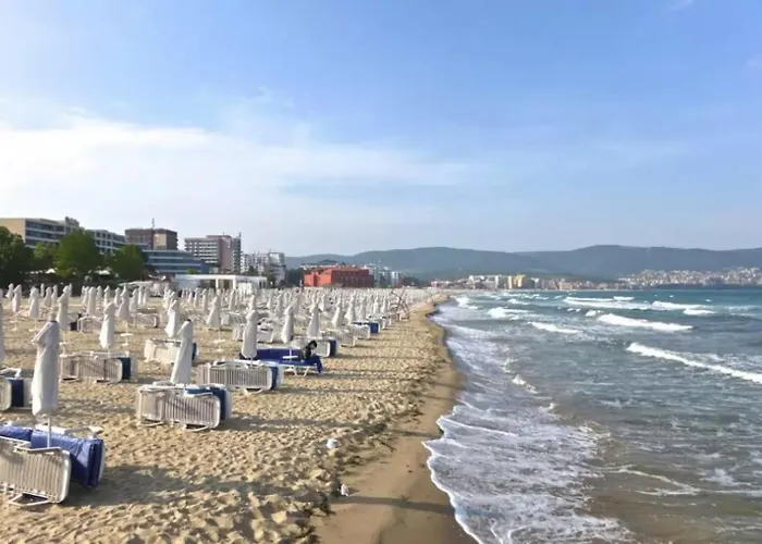 Grand Kamelia B 2,8 Large Sunny